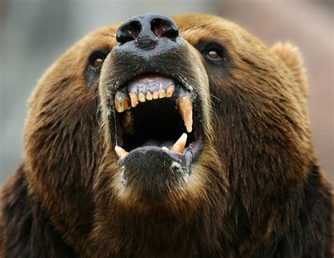Discover Why Grizzly Bears May Be the Smartest Predators in the World - A-Z Animals