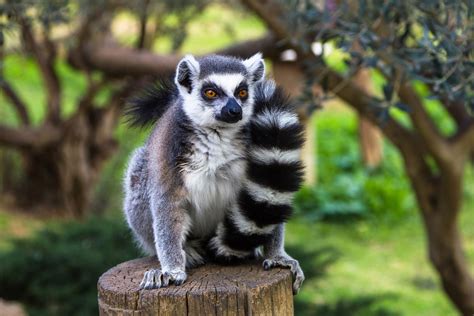 Ring tailed Lemur (Lemur catta) Behavior - Primates Park