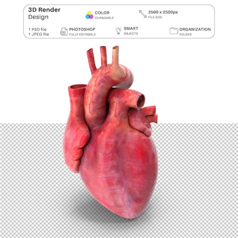 Le fichier PSD de modélisation 3D de l'anatomie cardiaque | PSD Premium