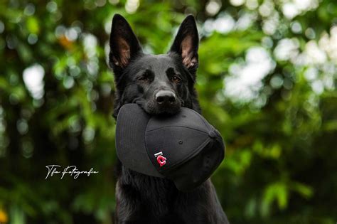 Hosen | Frauen | Hundesportbekleidung | IQ Dogsport