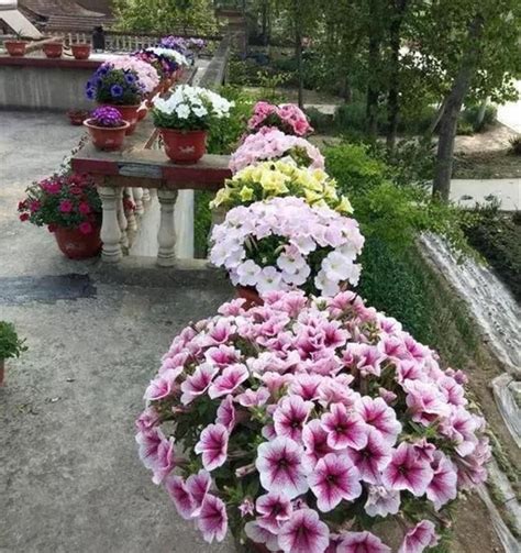 春天阳台种什么花好？“3种”小花，好养漂亮，开花多，长满盆