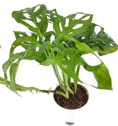 plant chariot Broken Heart Plant Price in India - Buy plant chariot ...