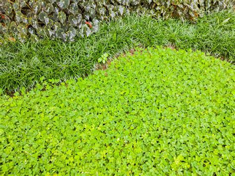 Microclover Lawn 的图像结果