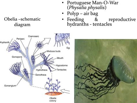 PPT - Taxonomy and Life Cycles of Phylum Coelenterata PowerPoint Presentation - ID:9208555