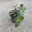 Image result for Bunny Belly Plant
