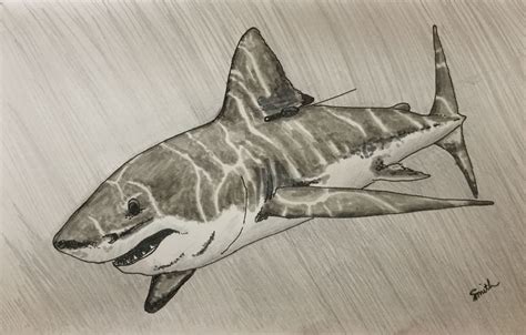 Realistic Great White Shark Drawing
