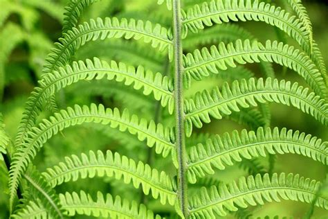 Wild Foraging: How To Identify, Harvest and Prepare Bracken Fern ...