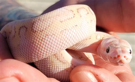 Ball Python Hatchling Care 的图像结果