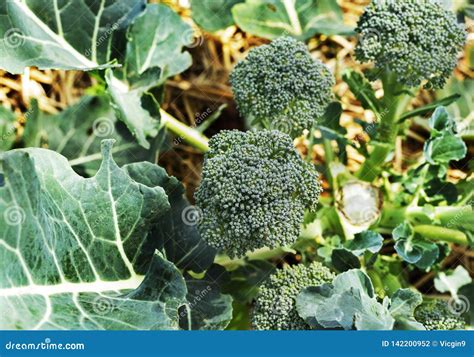 Broccoli in flower stock photo. Image of food, agriculture - 142200952