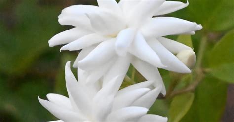 "Sampath Speaking" - the thoughts of an Insurer from Thiruvallikkeni ...