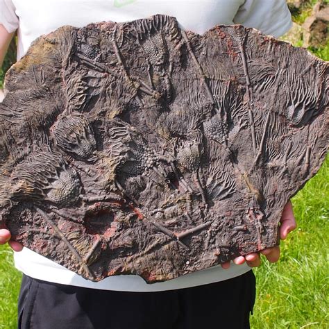 60cm 7.9kg Natural Scyphocrinites Elegants Crinoid Silurian Devonian ...