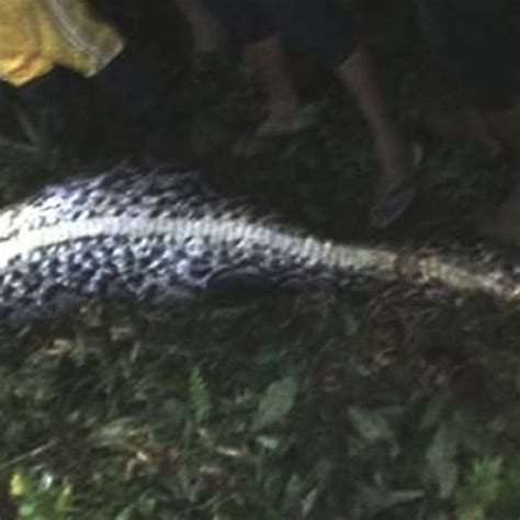 Image result for Giant.python Found in Indonesian