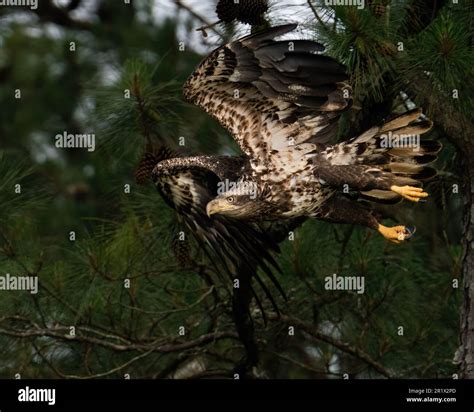 Immature Bald Eagle in Flight Stock Photo - Alamy