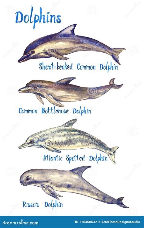Dolphins Species Set: Short-beaked, Common Bottlenose, Atlantic Spotted ...