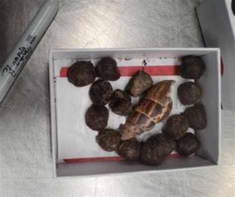 Image result for Giraffe Poop Facts