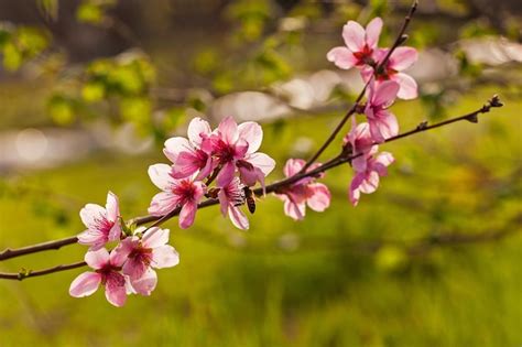Spring View 的图像结果