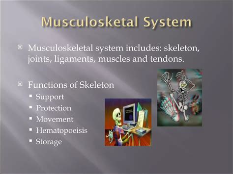 Image result for Musculoskeletal System Word