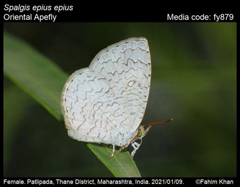 Spalgis epius | Butterfly