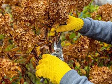 Image result for Pruning Hydrangea Standard Tree Fall