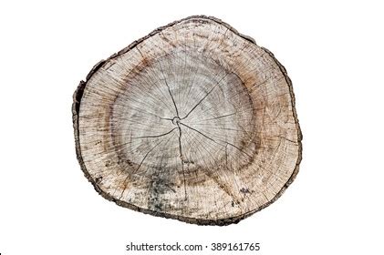 Image result for Log Top View Sprite