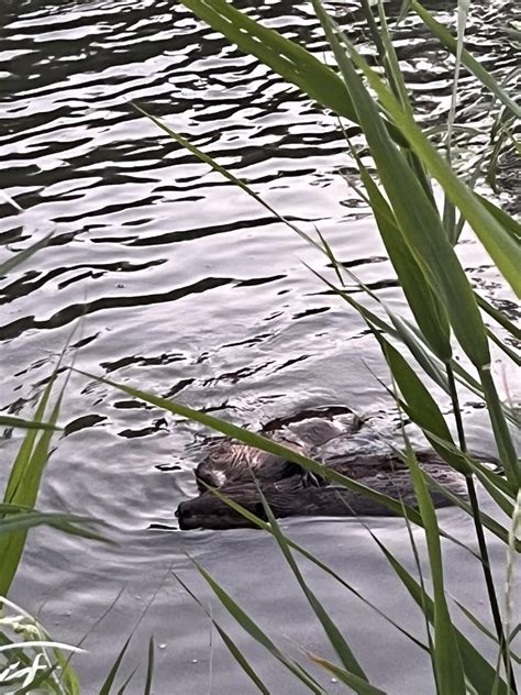 Look at this momma and baby beaver we found on the Jordan river 🥹 : r/Beavers