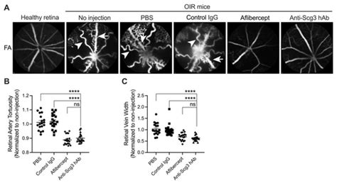 Optimal Efficacy and Safety of Humanized Anti-Scg3 Antibody to ...