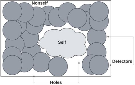 Image result for Negative Selection