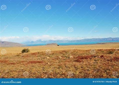 Pampas of Argentina stock photo. Image of flying, bird - 67476750
