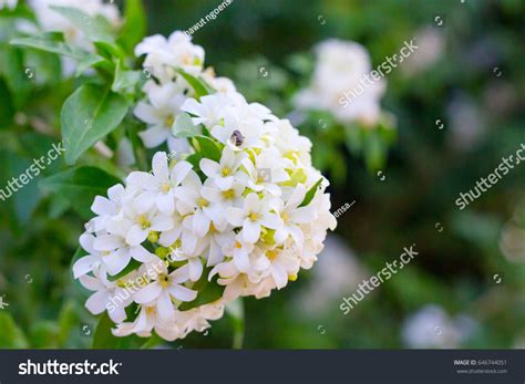 1,681 Sampaguita Images, Stock Photos & Vectors | Shutterstock