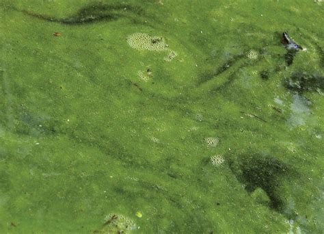Algae | Definition, Characteristics, Classification, Examples, & Facts ...