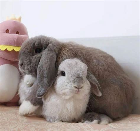 兔子对主人有感情吗，兔子和主人感情好的表现 - 桔子时尚网