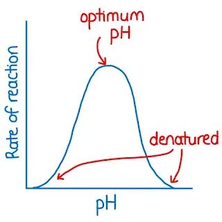 5 Key Factors Affecting Fermentation Process - Biology Notes
