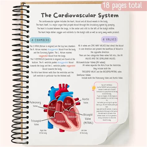 Cardiovascular System Notes - Nurses Revision