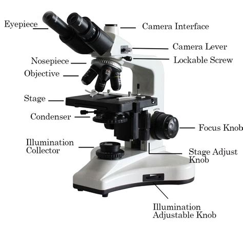 Image result for Video Microscope Play