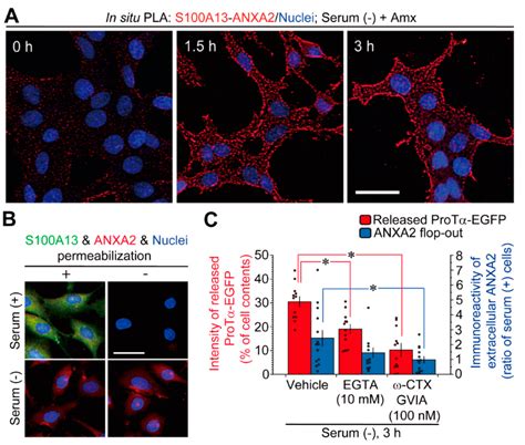 Annexin A2 Flop-Out Mediates the Non-Vesicular Release of DAMPs ...