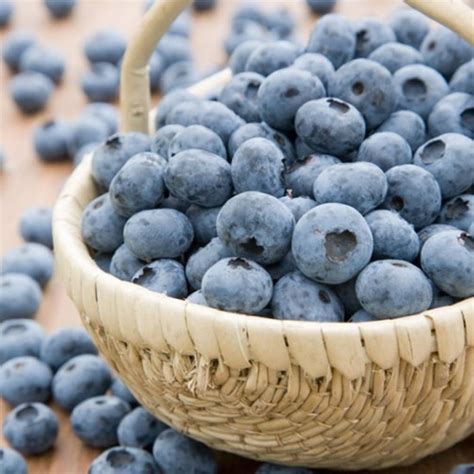 Bluecrop Blueberry Bush