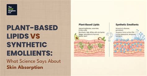 Plant-Based Lipids vs Synthetic Emollients: The Science of Skin Absorption