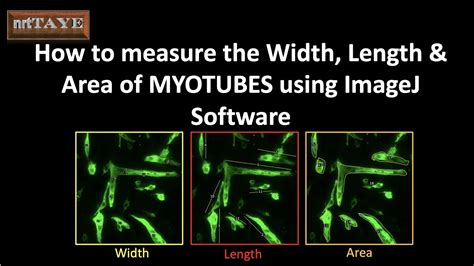 Image result for ImageJ Tutorial Length