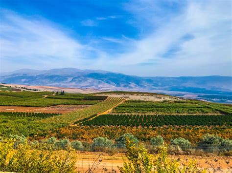 Fresh fruits & vegetables from Lebanon | Lebfresh