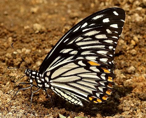 Papilio clytia clytia | Butterfly