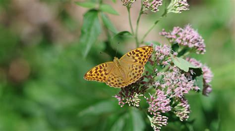 Download wallpaper 1920x1080 butterfly, wings, pattern, macro, flowers ...