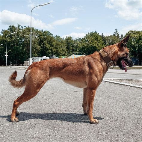 Malinois Puppies, Belgian Malinois Dog, Belgian Shepherd, German ...