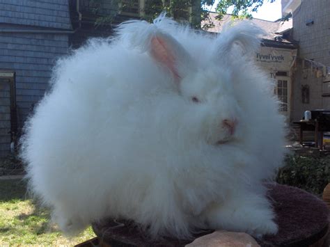 Image result for giant angora rabbit