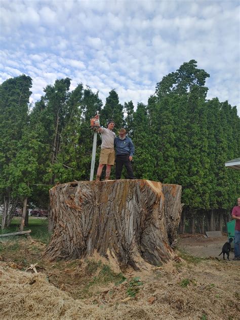 Image result for St. Helena Tree Felling