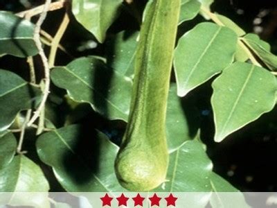 Pure & Undiluted Balsam Peru Oil Essential Oil | Buy High Quality ...