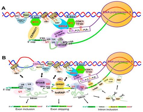 RNA Epigenetics: Fine-Tuning Chromatin Plasticity and Transcriptional ...