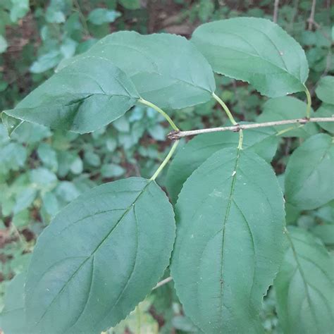 Invasive Species | Fitchburg, WI - Official Website