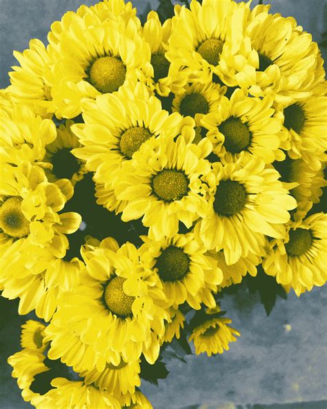 Types of Yellow Flowers and Their Meanings
