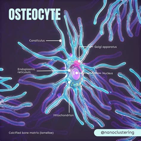 Nanoclustering Illustration on Instagram: "An osteocyte! They are found ...