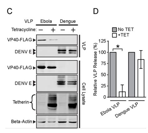 BST2/Tetherin Inhibition of Alphavirus Exit